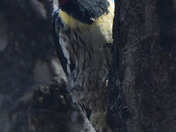Yellow Bellied Sap Sucker 
