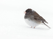 Junco in the snow 