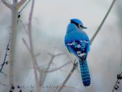 A little burst of colour on a dull day