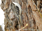 Brown creeper