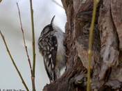 Brown creeper