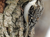 Brown creeper