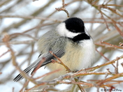 Black-capped chickadee