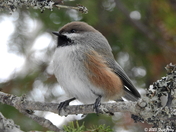 Boreal chickadee