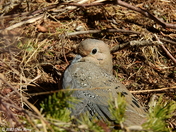 Mourning dove