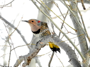 Yellow-shafted northern flicker (female)