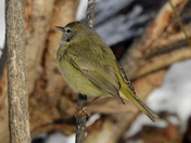 Orange-crowned warbler