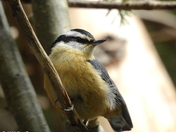 Red-breasted nuthatch