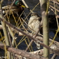 Next upload