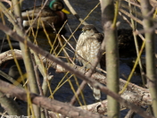 Sharp-shinned hawk