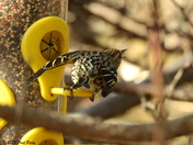 Pine siskin