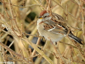 American tree sparrow