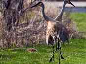 Sandhill Cranes