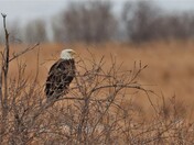 Majestic Bald Eagle