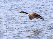 Canada Geese in Edmonton