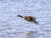Canada Geese in Edmonton