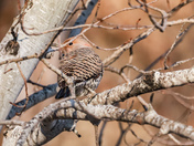Norther flickers