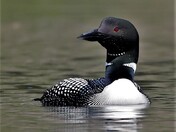 Loon on Lake Oyama