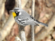 Yellow-throated warbler