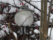 Northern mockingbird