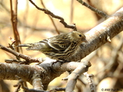 Pine siskin