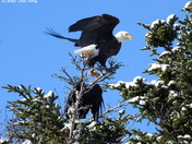 Raven trying to steal a bald eagle's lunch