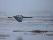 Great Blue Herron