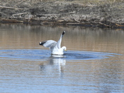 Fishing Gull