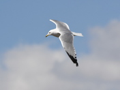 Flying Ringbill