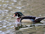 Wood duck in High Park