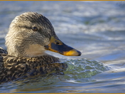 Female Mallard Portrait