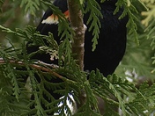 Amongst the branches 