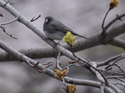 Dark Eyed Junco