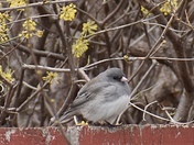 Dark Eyed Junco