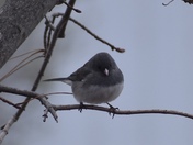 Dark Eyed Junco