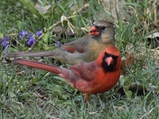 Northern Cardinal 