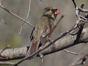 Northern Cardinal 