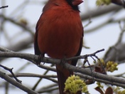 Northern Cardinal 