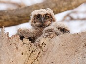 Great Horned owl triplets waking up from a snooze