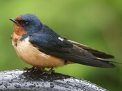 Barn Swallows starting to show up across the country
