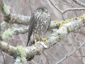 Merlin