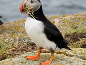Atlantic puffin
