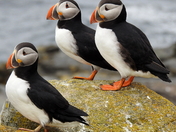 Atlantic puffins
