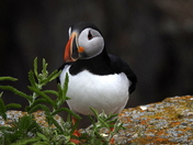 Atlantic puffin