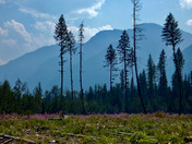 Kaslo to New Denver, B.C. 