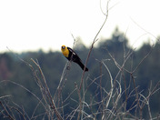 Yellow head Black bird.