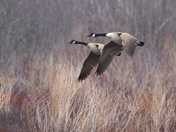 Canada Geese In Flight 
