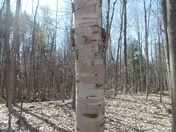 Birch Trees