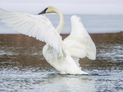 Trumpeter Swan