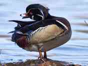 Drake Wood Duck.
